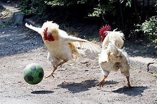 Chickens playing Political Football